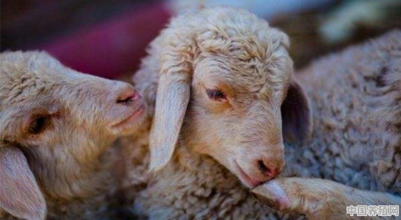 人会不会把新冠状病毒传染给牛羊 - 中国养殖网