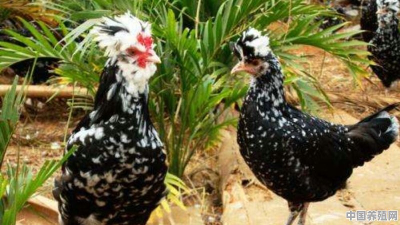 珍珠鸡和贵妃鸡养殖需要办理特种养殖备案吗 - 中国养殖网
