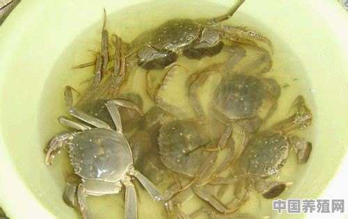 很脏的大闸蟹该怎么清洗干净 - 中国养殖网