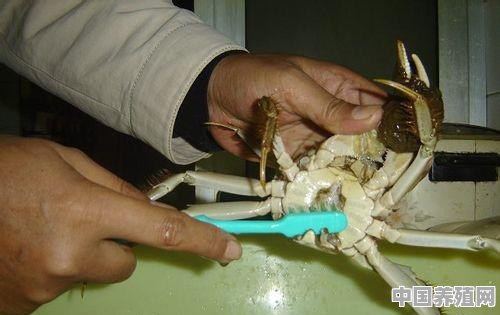 很脏的大闸蟹该怎么清洗干净 - 中国养殖网