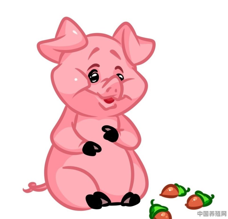 为什么有人说属猪的人最有福气 - 中国养殖网