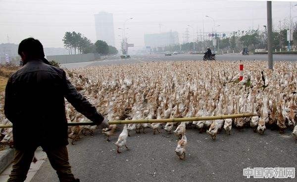 合同鸭需要养多长时间，一只能有多少利润 - 中国养殖网
