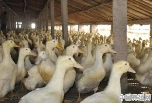 合同鸭需要养多长时间，一只能有多少利润 - 中国养殖网
