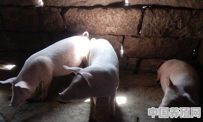 在东北传统酿酒，酒糟养猪，猪粪喂鱼，是否可行 - 中国养殖网
