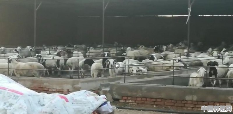 现在农村养羊利润高吗，养50头羊可以获利多少 - 中国养殖网