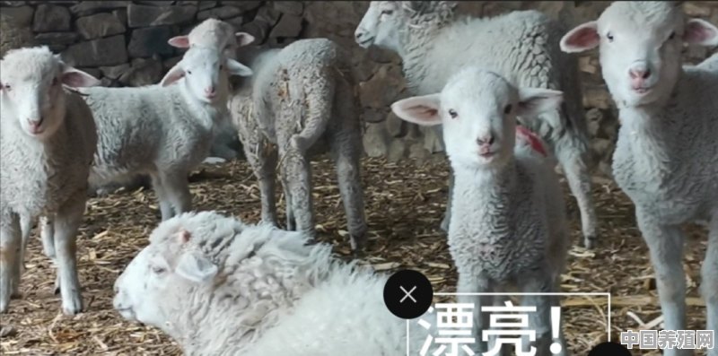 现在农村养羊利润高吗，养50头羊可以获利多少 - 中国养殖网