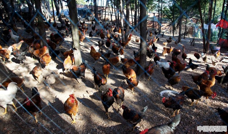 养1000只土鸡需要用多少钱的药费 - 中国养殖网