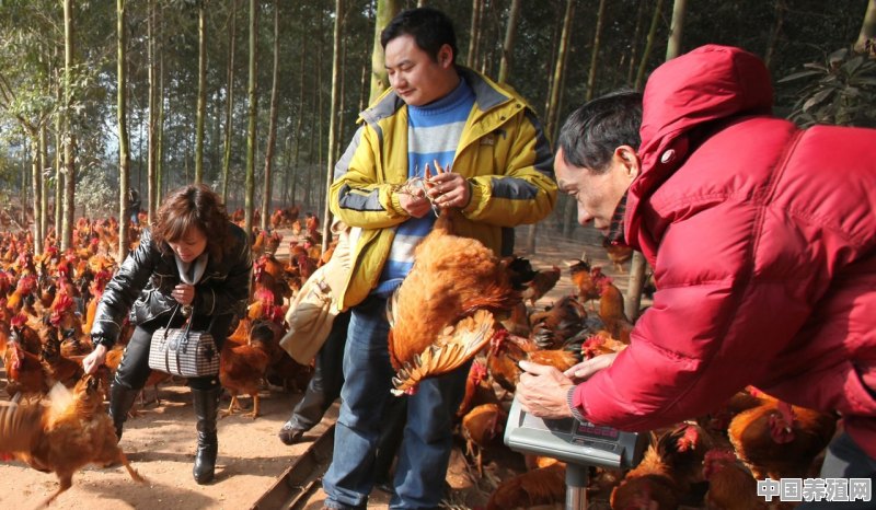 养1000只土鸡需要用多少钱的药费 - 中国养殖网