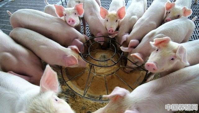 你对生猪养殖这个行业的前景和未来发展有什么看法 - 中国养殖网
