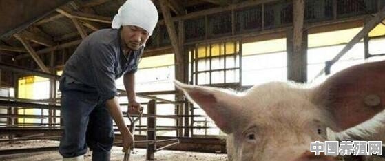 你对生猪养殖这个行业的前景和未来发展有什么看法 - 中国养殖网
