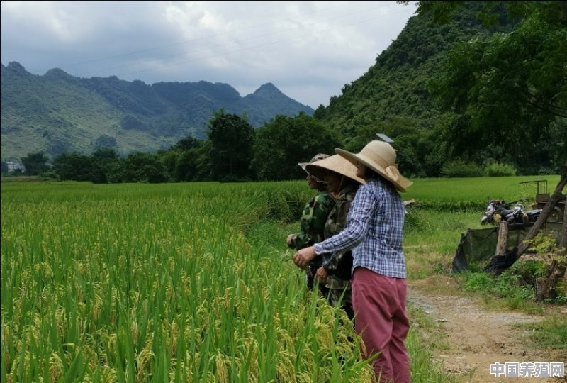 回农村创业搞什么养殖低风险 - 中国养殖网