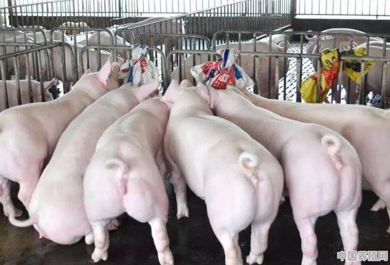 2021至2023年养猪的利润怎么样 - 中国养殖网