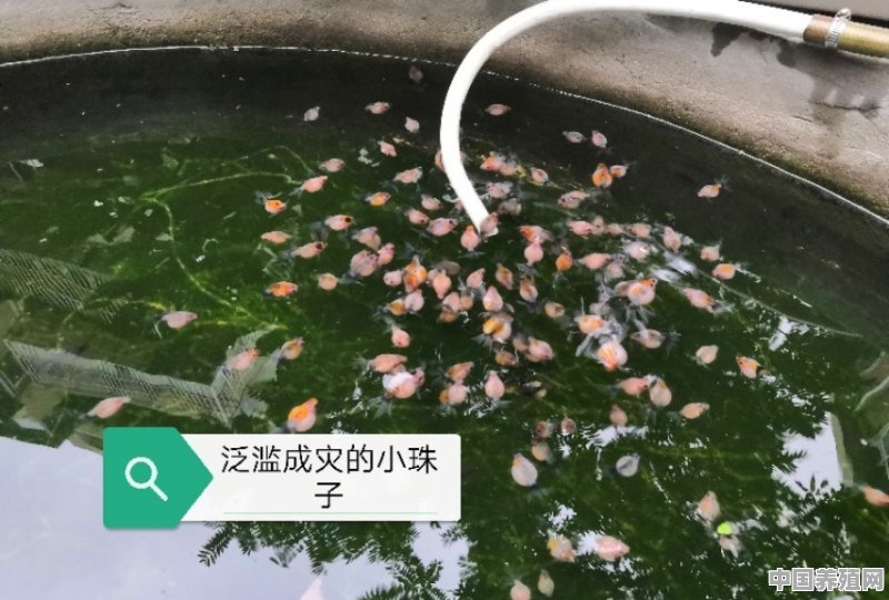 室外养鱼可以养什么品种 - 中国养殖网