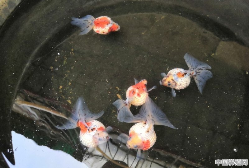 室外养鱼可以养什么品种 - 中国养殖网