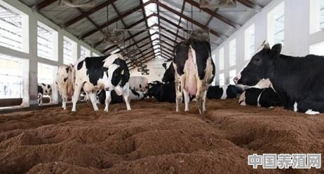 在农村利用发酵床养牛，真的可行吗 - 中国养殖网