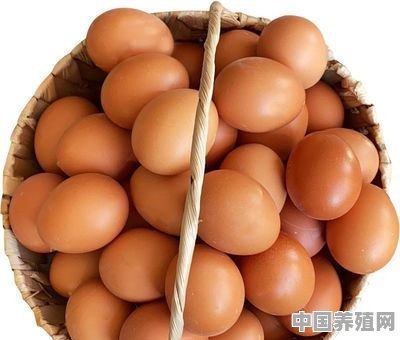 现在的土鸡、土鸡蛋真正就那么多吗？为什么市场上那么多 - 中国养殖网