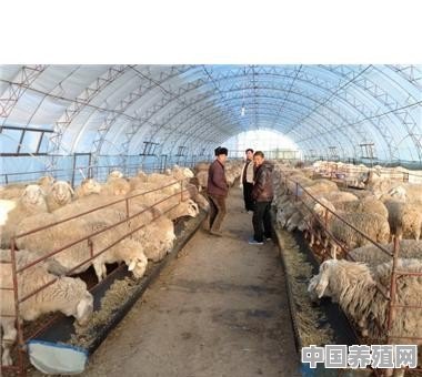 2020年农村养殖都有哪些新模式？新技术 - 中国养殖网