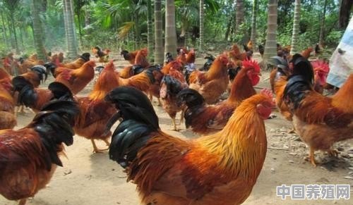 养鸡赚钱还是养鸭赚钱 - 中国养殖网