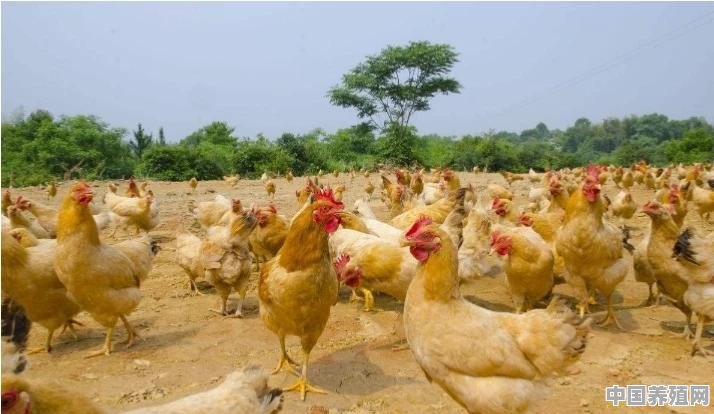 养鸡赚钱还是养鸭赚钱 - 中国养殖网