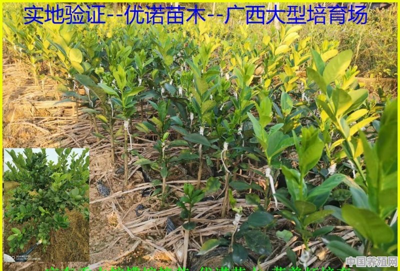 请问湛江哪里可以买的到香水柠檬 - 中国养殖网