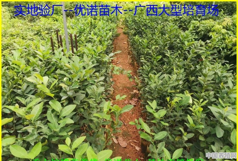 请问湛江哪里可以买的到香水柠檬 - 中国养殖网