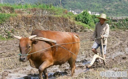 请问农村用牛耕田上路怎么喊它转向 - 中国养殖网