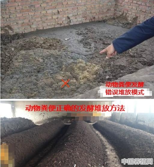 冬季，猪粪要如何进行处理？能直接当肥料吗 - 中国养殖网