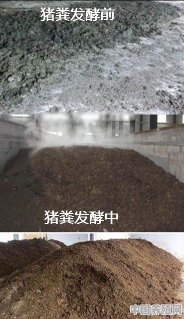 冬季，猪粪要如何进行处理？能直接当肥料吗 - 中国养殖网