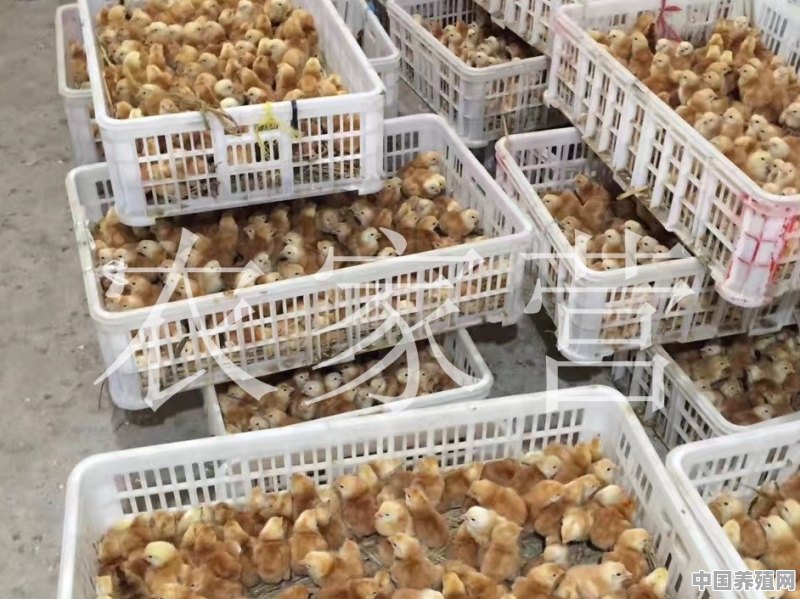 大规模养鸡的鸡苗如何生产 - 中国养殖网