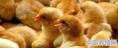 大规模养鸡的鸡苗如何生产 - 中国养殖网