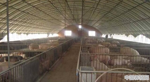 如何用5万元建立千头规模的养猪场 - 中国养殖网