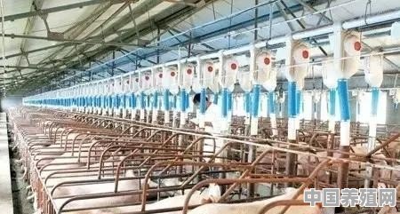 如何用5万元建立千头规模的养猪场 - 中国养殖网