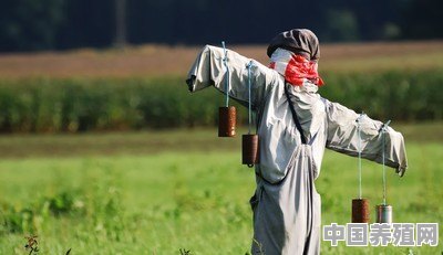 养殖场如何有效的驱鸟 - 中国养殖网