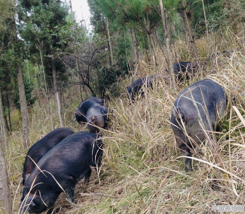 养殖放养生态野山猪有前途吗 - 中国养殖网