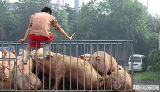 近期猪价弱势回稳,大家都在观望行情，后期猪价如何发展 - 中国养殖网