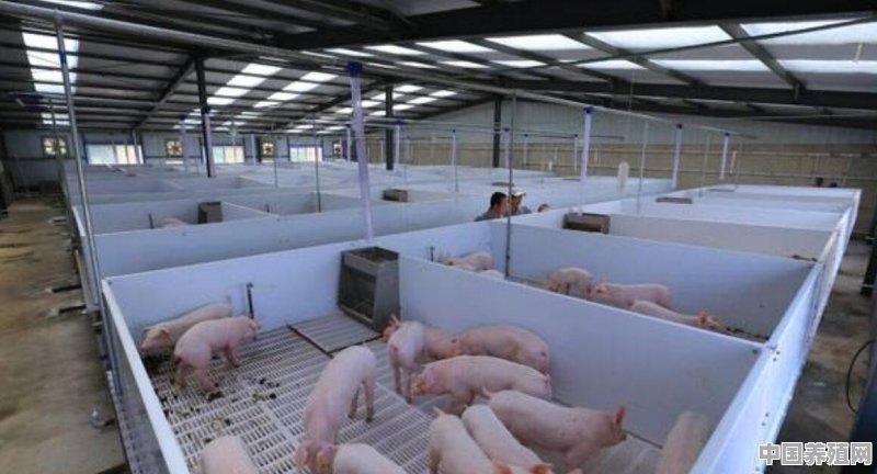 长18m宽9m的猪舍怎么布局 - 中国养殖网