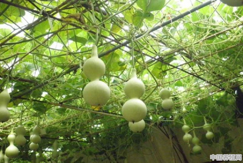 葫芦是蔬菜又是工艺品，在农村种植葫芦有哪些技巧？哪些注意事项 - 中国养殖网