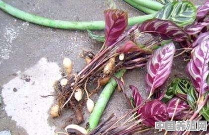 孔雀竹芋夏季如何养护？怎样才能让它安全度夏 - 中国养殖网