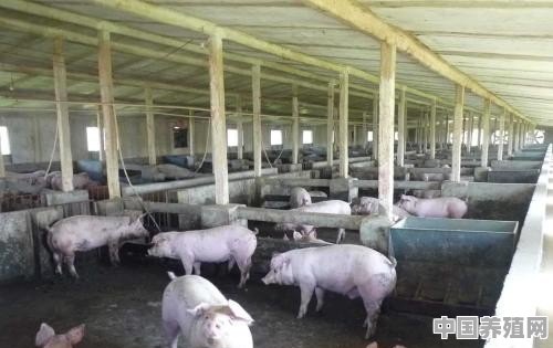养三百至五百头猪的猪场，猪舍怎么建比较科学 - 中国养殖网