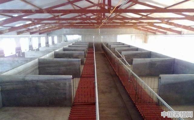 养三百至五百头猪的猪场，猪舍怎么建比较科学 - 中国养殖网