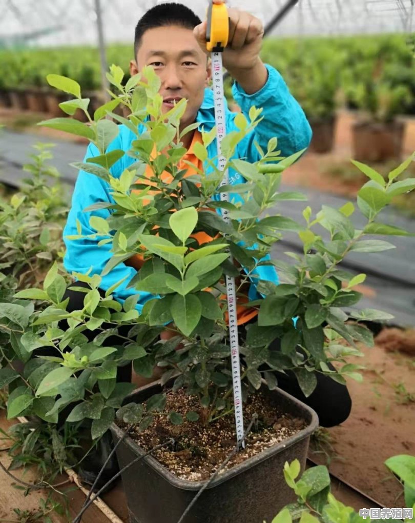 种蓝莓赚钱还是猕猴桃赚钱些 - 中国养殖网