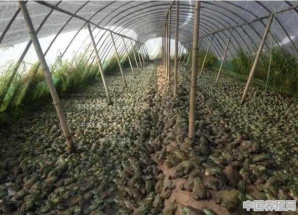 人工养殖牛蛙前要做哪些准备 - 中国养殖网