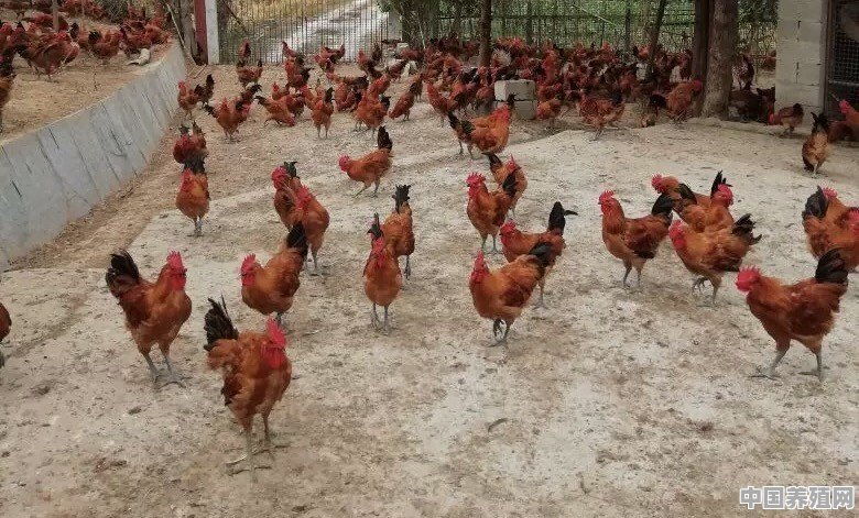 圈养的公鸡多少天出栏比较合适 - 中国养殖网