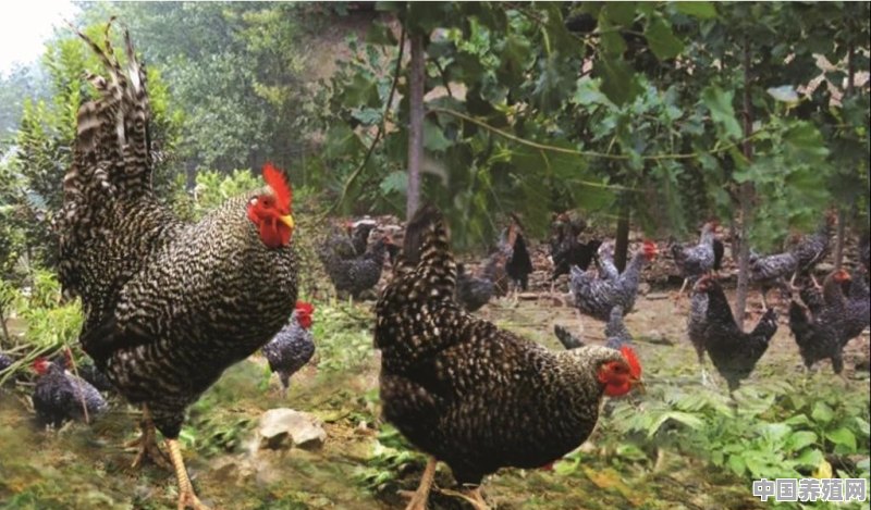 农村人养殖的土鸡下蛋率为什么比饲料鸡低，有什么好的办法提高土鸡的产蛋率呢 - 中国养殖网