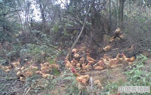 农村人养殖的土鸡下蛋率为什么比饲料鸡低，有什么好的办法提高土鸡的产蛋率呢 - 中国养殖网