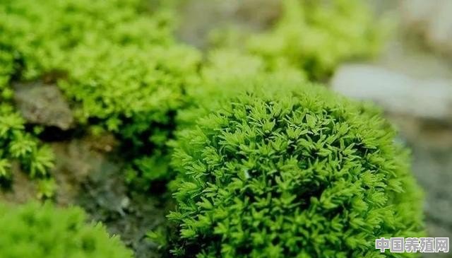 如何养好微观植物苔藓 - 中国养殖网