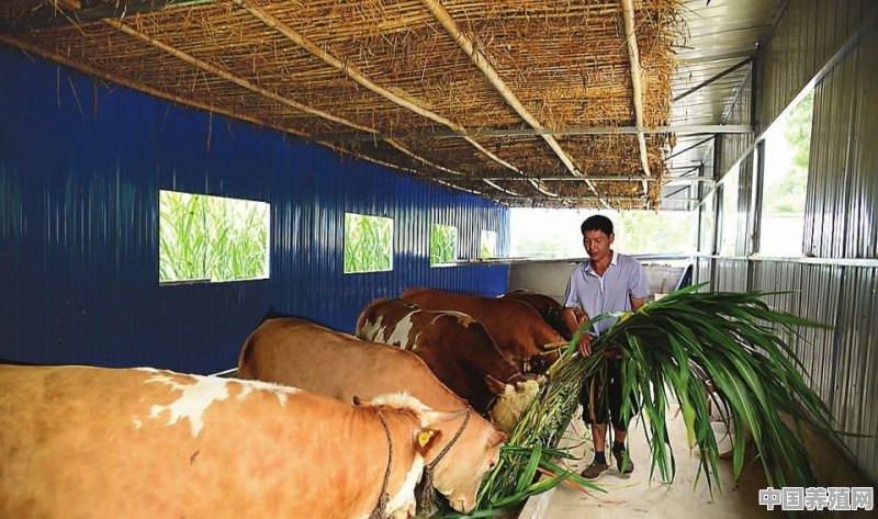 农民怎样才能成功种草养牛？一亩地怎样才能产15吨 - 中国养殖网
