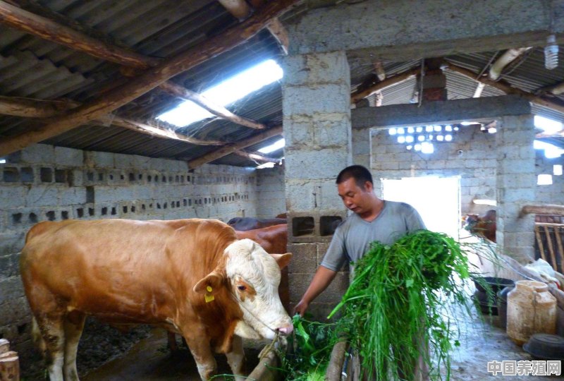 农民怎样才能成功种草养牛？一亩地怎样才能产15吨 - 中国养殖网