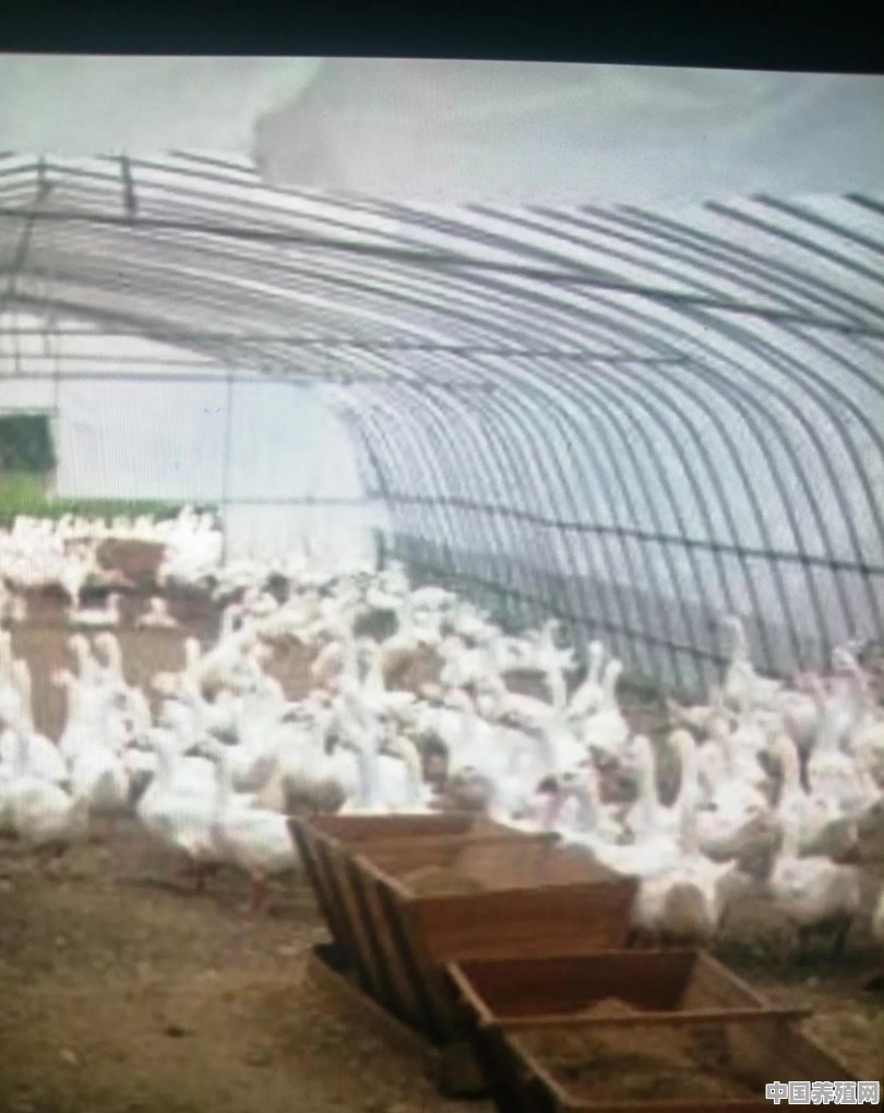 白羽肉鸭养殖周期如，一批多长时间 - 中国养殖网