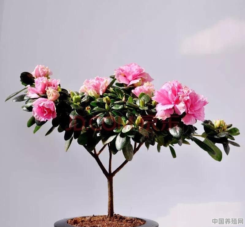 春节来临，为了营造气氛，你在家里摆上什么鲜花 - 中国养殖网